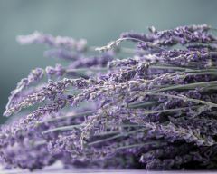 Tapeta Nature Flowers 551.jpg